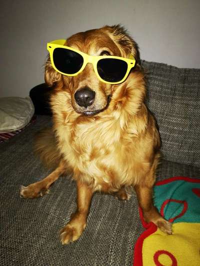 Dogorama Photo Challenge - Fail/Outtakes-Beitrag-Bild