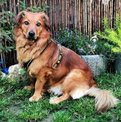 Auslandstierschutz-Beitrag-Bild