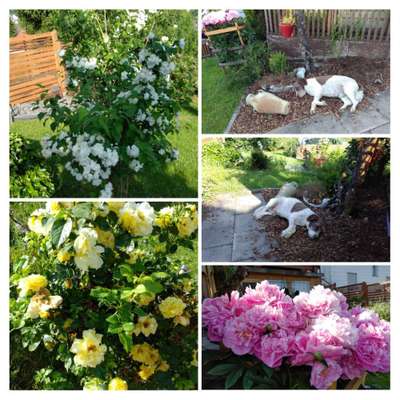 Unsere Fellnasen im Regenbogenland-Beitrag-Bild