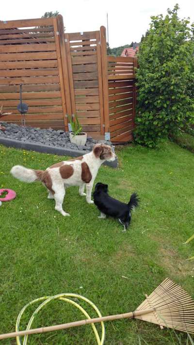 Unsere Fellnasen im Regenbogenland-Beitrag-Bild