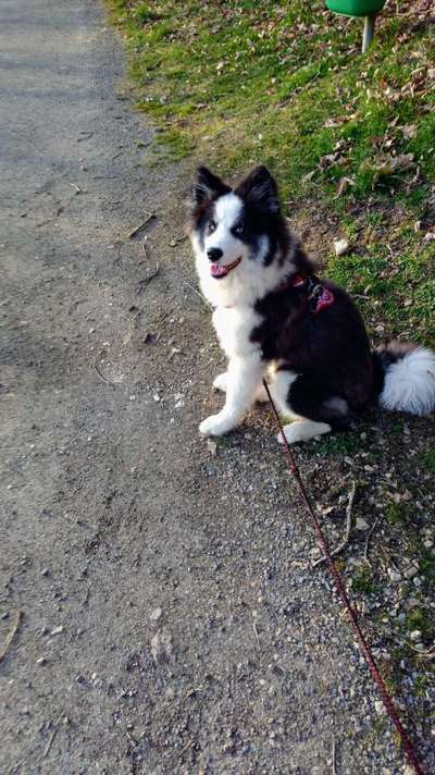 Hundetreffen-Hundetreffen auf Spielwiese unter Aufsicht-Bild