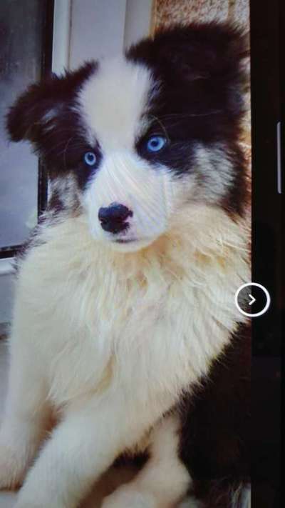 Welpen Bilder !-Beitrag-Bild