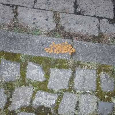 Giftköder-Giftköder-Bild