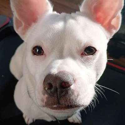 Hundetreffen-Spiel und Spaß-Bild