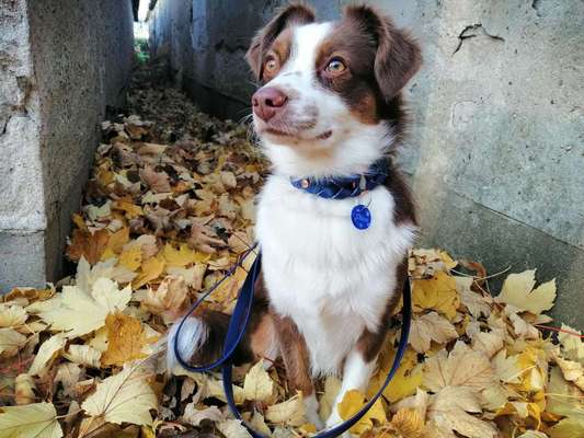 Aussies-Beitrag-Bild