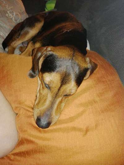 Liebhaber des Deutschen Pinscher gesucht.-Beitrag-Bild