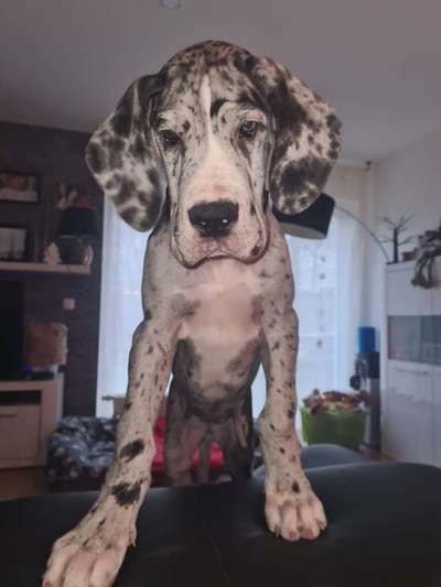 Deutsche Doggen Welpen-Beitrag-Bild