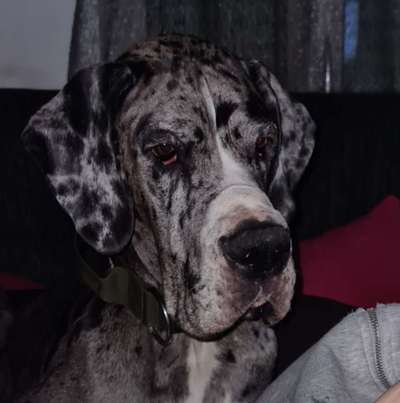 Hunderunde-Beitrag-Bild