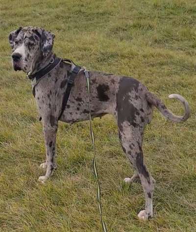 Deutsche Dogge-Beitrag-Bild