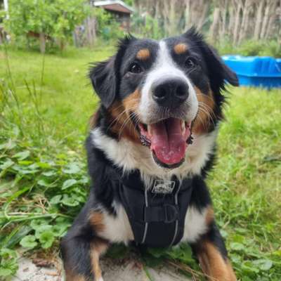 Wie kamst du zu deinem Hund?-Beitrag-Bild