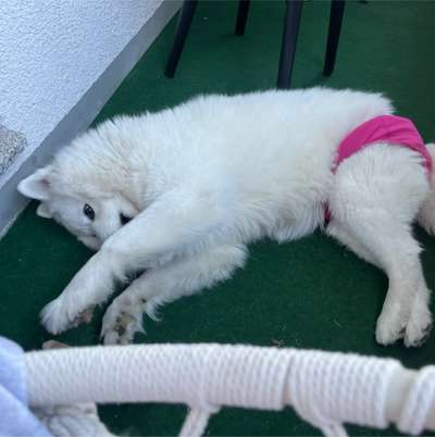 Hundetreffen-Dog walk-Bild