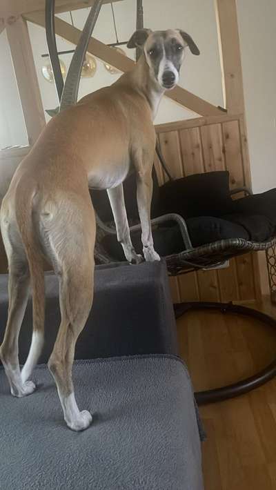 Whippet-Beitrag-Bild