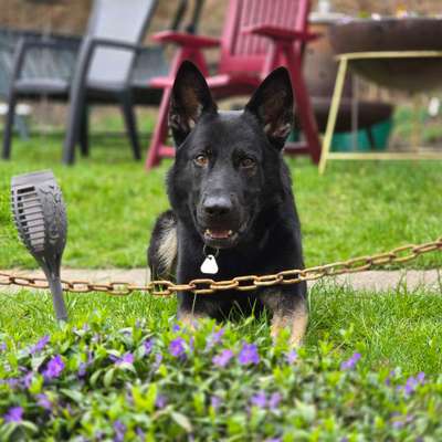 Bei Frauchen klappt vieles besser - Warum?-Beitrag-Bild