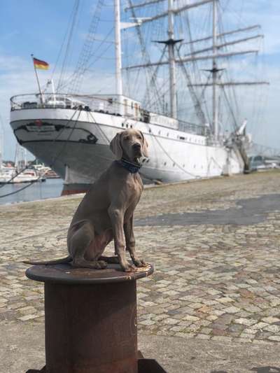 Weimaraner-Beitrag-Bild