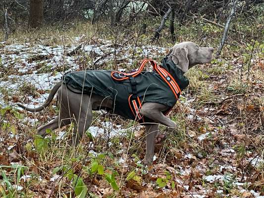 Weimaraner-Beitrag-Bild