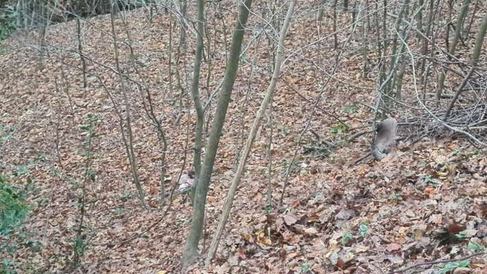 Giftköder-Reh- Eingeweide und Fell im Wald-Bild