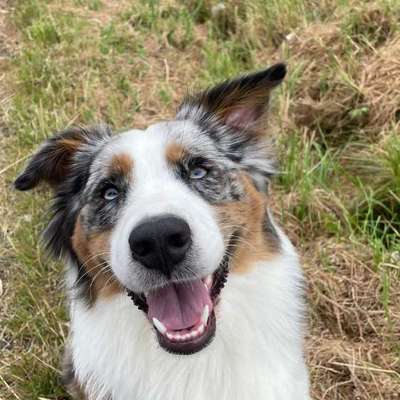 Hundetreffen-Spielrunde mit gute Laune Hund-Bild