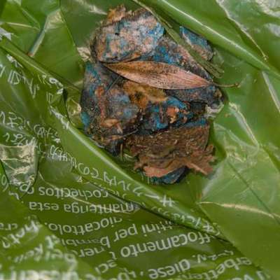 Giftköder-Blaue Brocken vermutlich Rattengift-Bild