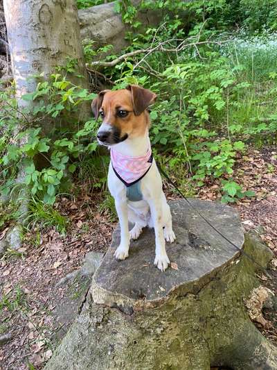 Die Dogorama Monats Challenge "Es grünt und blüht"-Beitrag-Bild