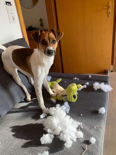 Hund aus dem Spanischen Tierschutz-Beitrag-Bild