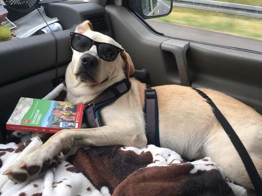 FOTOCHALLENGE 70 - Dein Hund im Auto-Beitrag-Bild