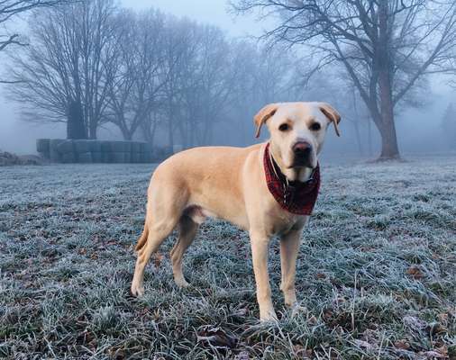 Labradorfans-Beitrag-Bild