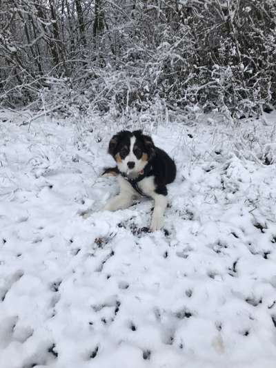 Die Dogorama Kalender Challenge Teil 2/4-Beitrag-Bild