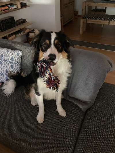 Gibt's hier noch mehr Border Collies???-Beitrag-Bild