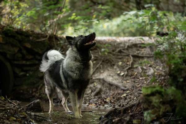 Hier dreht sich alles um den Wolfsspitz-Beitrag-Bild