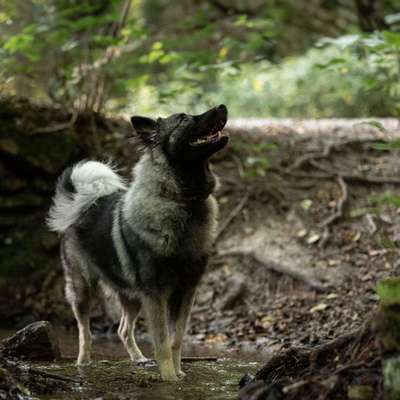 Spitz--Zwergspitz--kleinspitz---mittelspitz----Großspitz--Wolfsspitz-Beitrag-Bild