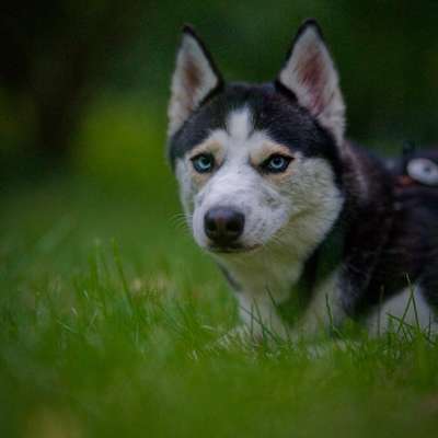 Hundetreffen-Chiva sucht eine Hundefreundin 🐶💛-Bild