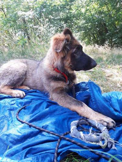 Alles rund um den Schäferhund, diskutieren erwünscht.-Beitrag-Bild