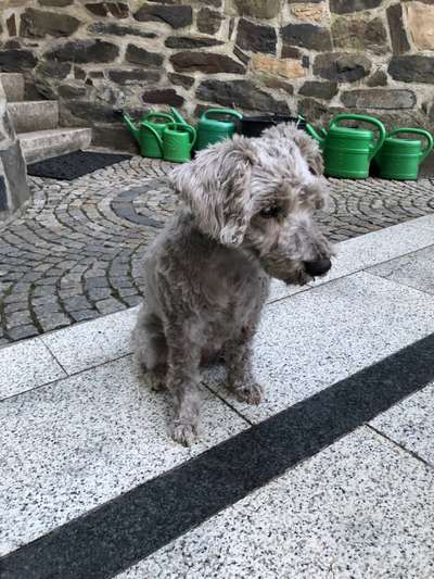 Die Dogorama Kalender Challenge Teil 1/4-Beitrag-Bild