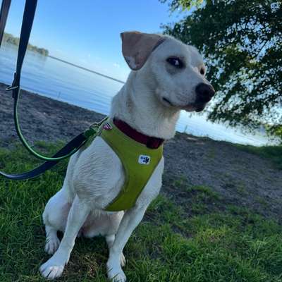 Hunde aus Griechenland-Beitrag-Bild