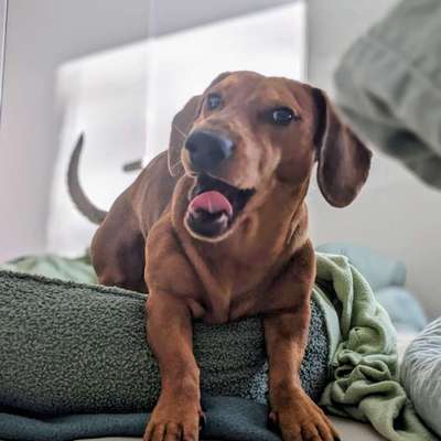 Hundetreffen-Darwins wilde Wiese🌷☀️🐶-Bild