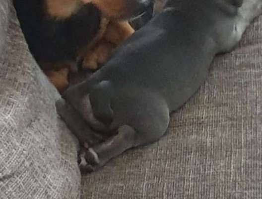 Französische Bulldogge   Rassebeschreibung, Probleme, Kosten, Erfahrungen-Beitrag-Bild