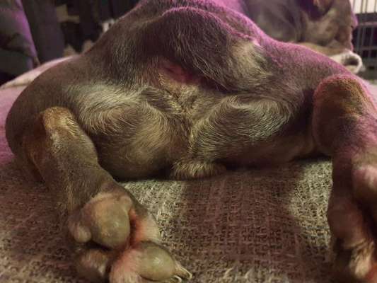 Französische Bulldoggen-Beitrag-Bild