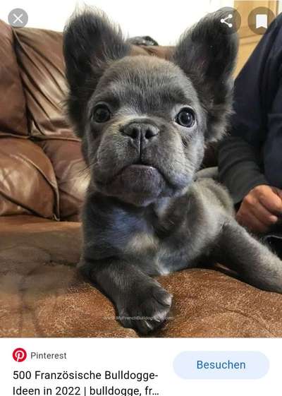 Französische Bulldoggen-Beitrag-Bild