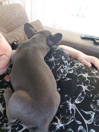 Französische Bulldoggen-Beitrag-Bild