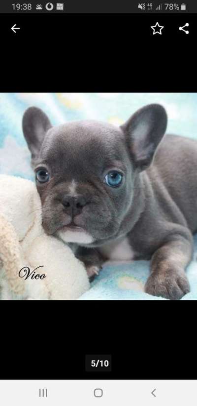 Französische Bulldoggen-Beitrag-Bild