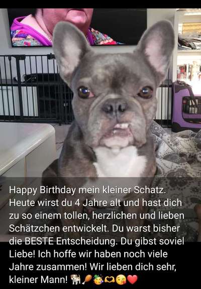 Französische Bulldoggen-Beitrag-Bild