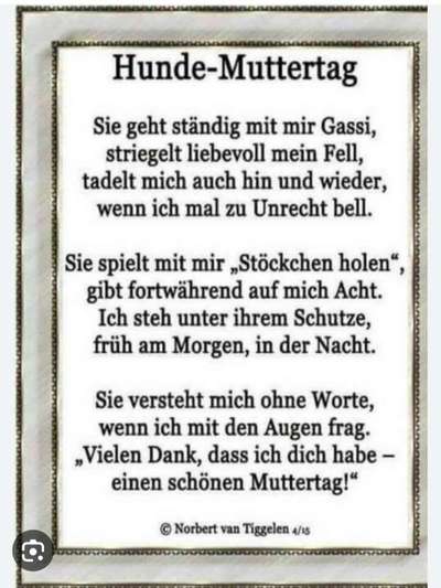 Französische Bulldoggen-Beitrag-Bild