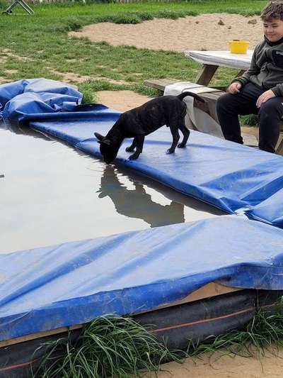 Französische Bulldoggen-Beitrag-Bild