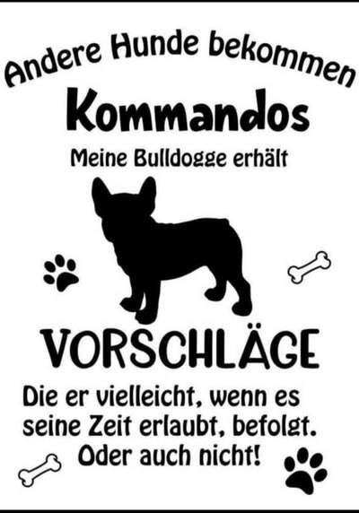 Französische Bulldoggen-Beitrag-Bild