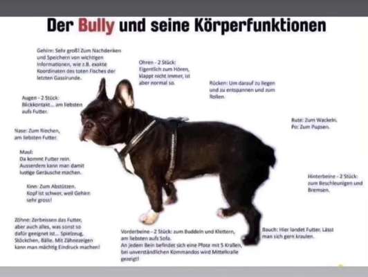 Französische Bulldoggen-Beitrag-Bild