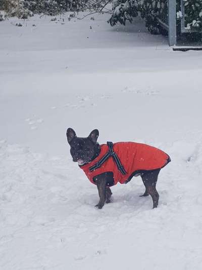 Französische Bulldoggen-Beitrag-Bild
