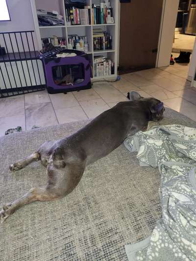 Französische Bulldoggen-Beitrag-Bild