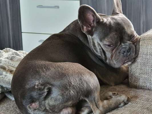 Französische Bulldogge   Rassebeschreibung, Probleme, Kosten, Erfahrungen-Beitrag-Bild