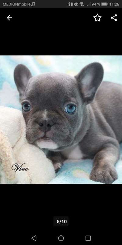 Französische Bulldoggen-Beitrag-Bild