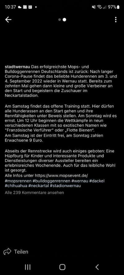 Französische Bulldoggen-Beitrag-Bild